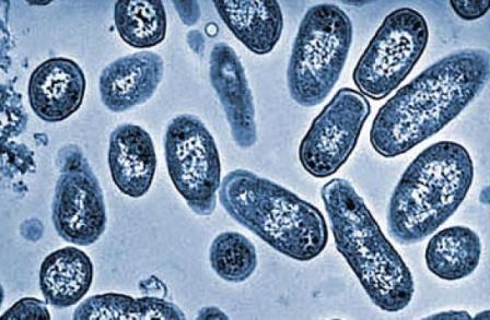  Tifus \'Super\' Tahan Antibiotik Ancam Dunia, Ciptakan Epidemi Baru