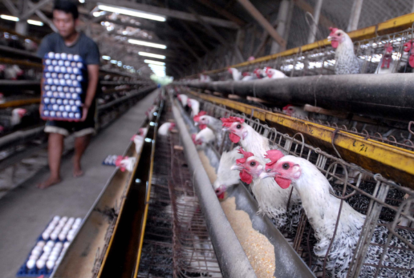  Peternakan Ayam Petelur, Ketergantungan Pada Impor Masih Tinggi