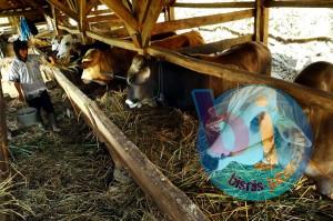  Disnak Jabar Petakan Potensi Penyebab Kenaikan Harga Hasil Ternak