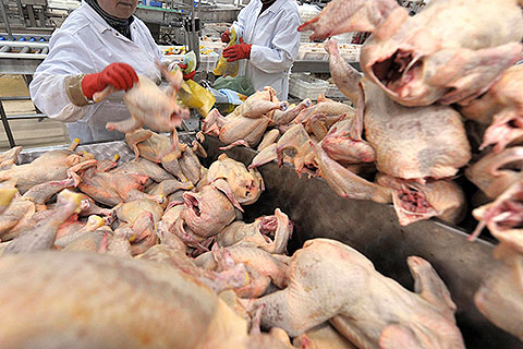  Pengusaha di Mata Rantai Perdagangan Ayam Diminta Tidak Curang