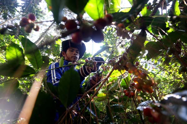  FOTO: Panen Kopi di Jabar Meningkat