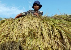  Kemarau, Pemkab Cirebon Tebar 350 Pompa Air