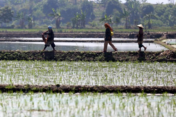  FOTO: El Nino Tidak Sampai Menggangu Produksi Padi Jabar