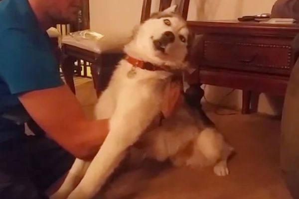  VIDEO: Anjing Ini \'Membatu\' dan Teler Setelah Embat Kue Ganja Milik Tuannya