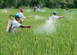  Lahan Menyusut, Produksi Padi di Jabar Turun