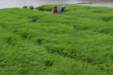  Benih Padi Unggulan Ini Bisa Hasilkan 11 Ton Gabah Per Hektare