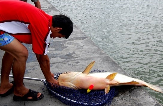  Pemancingan Ikan Monster di Subang Jadi Daya Tarik Wisata