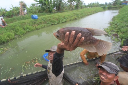  Kemarau, Produksi Ikan Tawar di Jabar Turun 5%