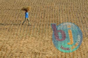  Petani Khawatirkan Sawah Puso Akan Meluas