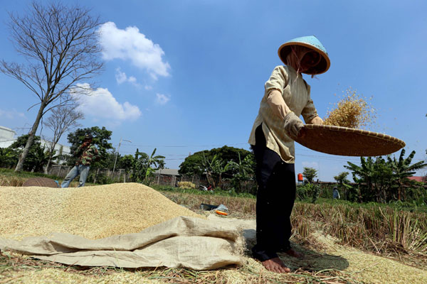  FOTO: Petani Khawatirkan Sawah Puso Akan Meluas