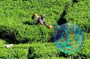  Disbun Jabar: Musim Kemarau tak Berdampak pada Komoditas Teh