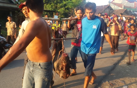  Dampak Kemarau, Babi Hutan Serang Pemukiman Warga di Cirebon