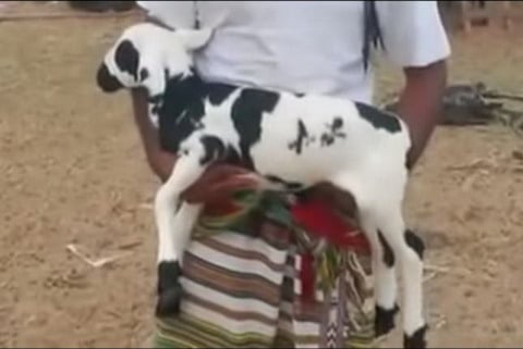  Kambing dengan Tulisan Allah Ini Ditawar Rp5,3 Miliar