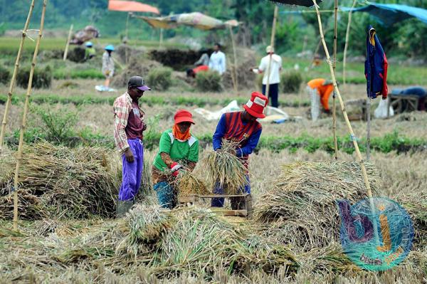  Petani Indramayu Barat Mulai Panen Padi Musim Gadu