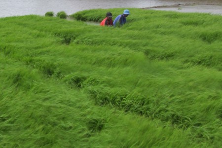  Varietas Padi Ini Mampu Hasilkan 9,6 Ton Gabah Per Hektare