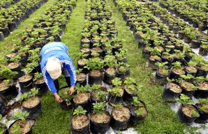  Produksi Stroberi Kabupaten Bandung Anjlok 50%