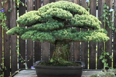  Bonsai Tertua yang Bertahan Hidup dari Peristiwa Bom Hiroshima