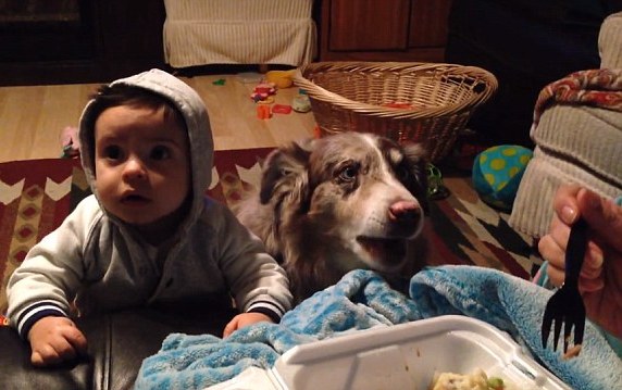  VIDEO: Menggemaskan, Anjing Ini Bisa Ucapkan Kata \'Mama\' Kalahkan Bayi 9 Bulan