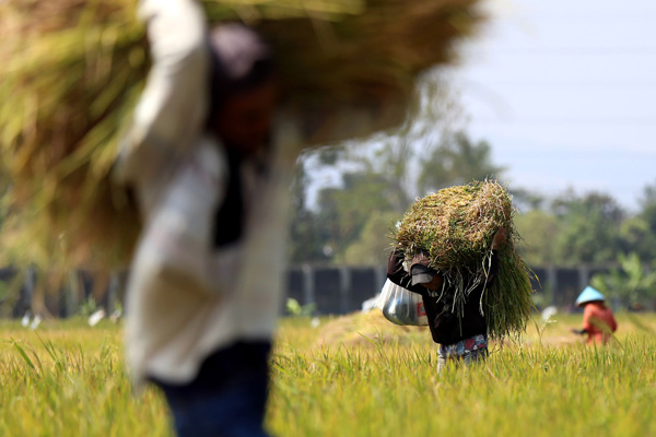  FOTO: Setiap Tahun 100.000 Petani di Jabar \'Menghilang\' dari Sawah