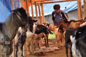  Wagub Deddy Mizwar Serukan Masyarakat Beralih ke Daging Kambing