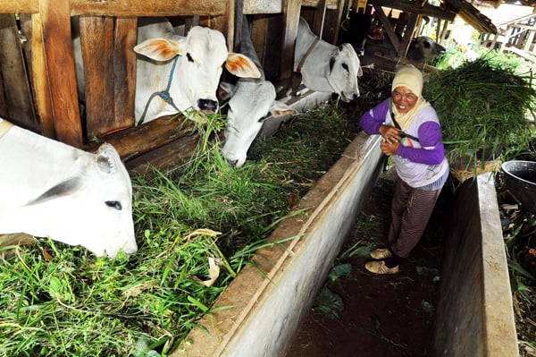  Dampak El Nino: Peternak Sapi Terdampak, Kadisnak Minta Jerami Diganti Batang Pisang