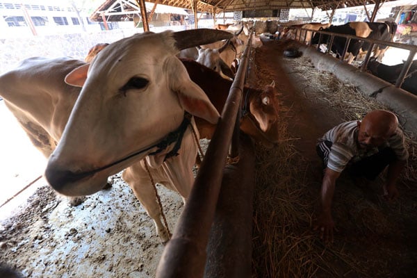  FOTO: Impor Sapi Potong: Langkah Pemerintah Dinilai Keliru dan Inkonstitusional