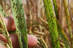  Hama Wereng Mulai \"Serbu\" Sawah di Kabupaten Bandung