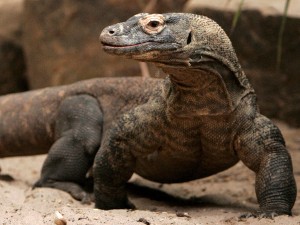  Taman Nasional Komodo Raih Rp11 Miliar