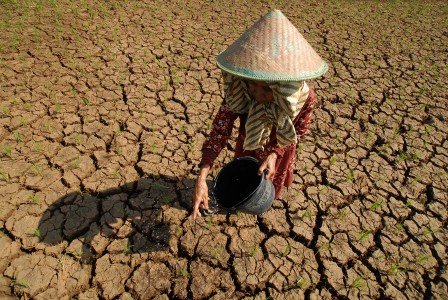  Aher Prediksi Kekeringan Sebabkan Masa Tanam Padi Agak Molor