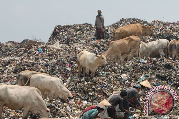  Sapi Piyungan Tidak Direkomendasikan Untuk Kurban