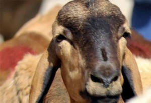  Tahun Ini, Warga Disarankan Perbanyak Kurban Kambing