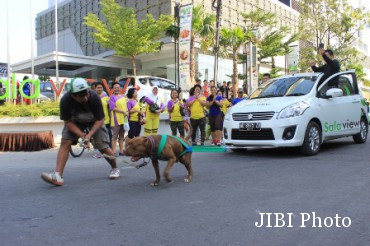  Anjing Pitbull Ini Mampu Menggusur Mobil Suzuki