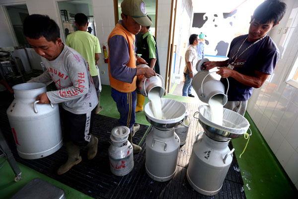  FOTO: Krisis Pakan Hijauan Ancam Produksi Susu