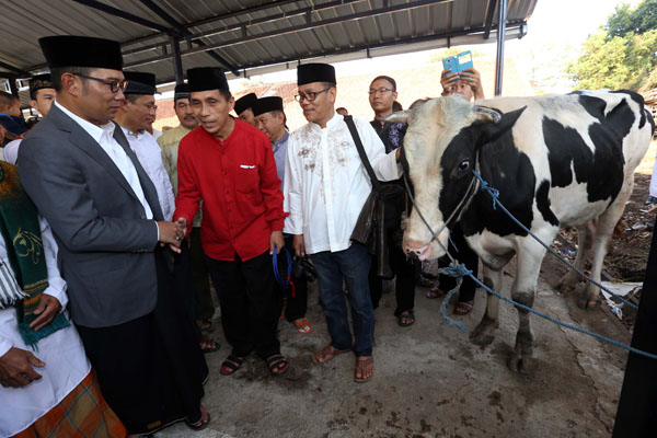  FOTO: Ridwan Kamil Serahkan Sapi Kurban Untuk Warga Ciumbuleuit