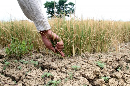  DAMPAK KEKERINGAN: Petani Cirebon Utara Minta Prioritas Program Pemda