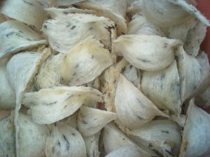  Sebagian Usaha Sarang Burung Walet di Cirebon Gulung Tikar