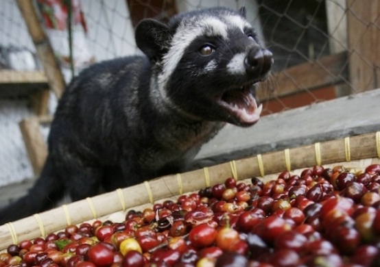  Ekspor Kopi Luwak Jabar Turun 20%