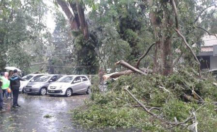  Pemkot Bandung Evakuasi Pohon Tumbang