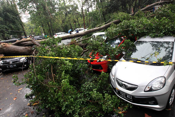  FOTO: Bandung Diterpa Hujan Angin Kencang, Sejumlah Pohon Tumbang