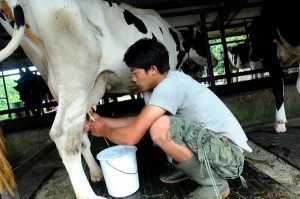  Disnak Jabar Klaim Produksi Susu Sapi Meningkat