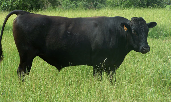 Sapi Wagyu Sulit Dikembangkan di Jabar