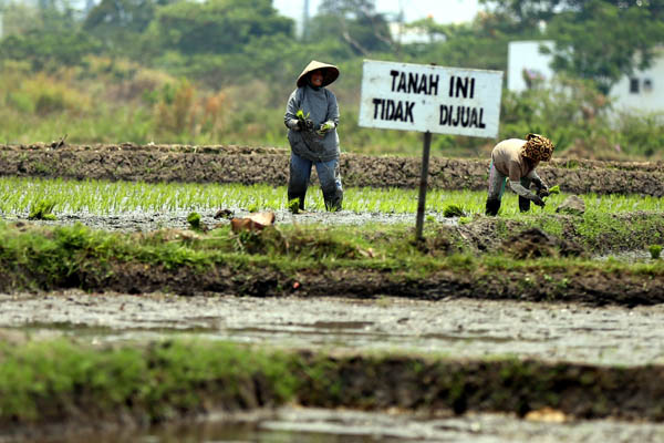  FOTO: Kendalikan Alih Fungsi, Kabupaten/Kota Harus Perbanyak Lahan Abadi Pertanian