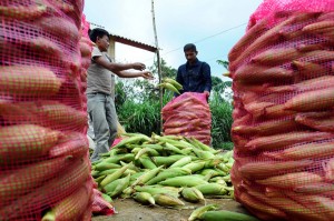  Kembangkan Klaster di Lembang, BI Jabar Dorong Kontinuitas Produk Pertanian
