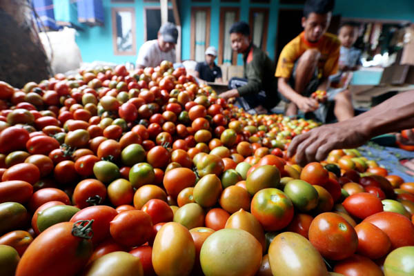  FOTO: Kementan Dorong Produktivitas Tanaman Hortikultura