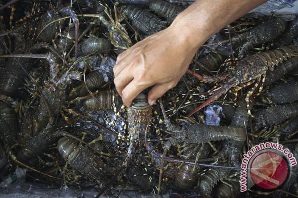  Bibit Lobster yang Diselundupkan Sudah Dilepasliarkan ke Pelabuhan Ratu