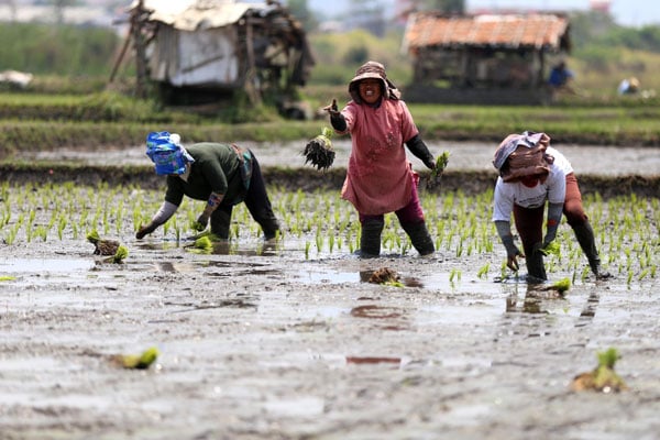  FOTO: KREDIT PERTANIAN: OJK Proyeksikan Tambahan Kredit Rp6 Triliun