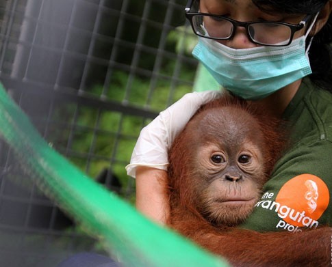  BENCANA ASAP: 6 Bayi Orangutan Terkena ISPA