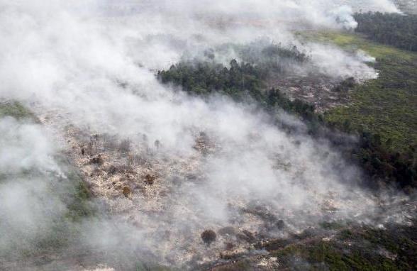  Sudah 800.000 Hektare Lahan Terbakar di Sumatera