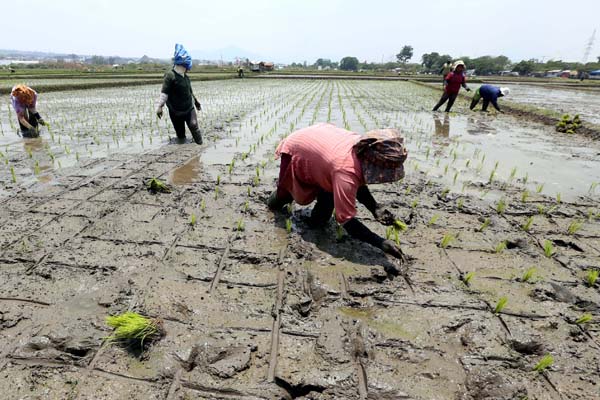  FOTO: Petani Jabar Desak Lumbung Padi Diperbanyak