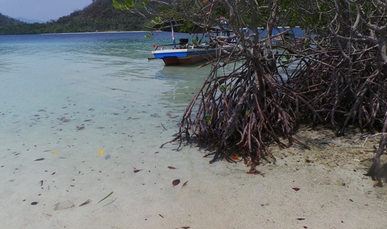  Wilayah Pesisir Cirebon Ditanami Ratusan Ribu Pohon Mangrove